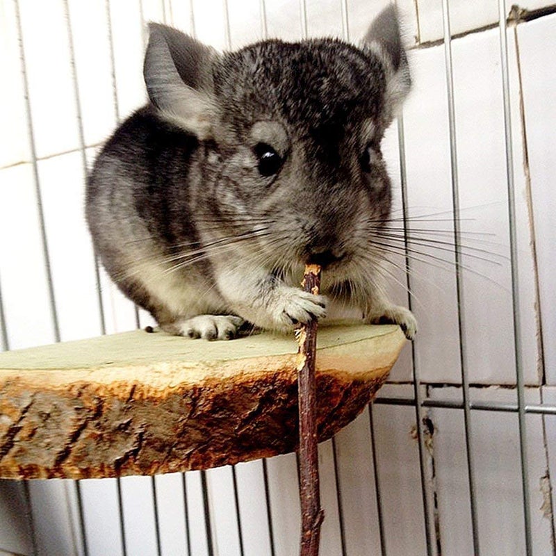 William Craft Apple Sticks Pet Chew Toys Treats for Chinchilla Guinea Pigs Rabbits Squirrel Hamster Bunny - Image 5
